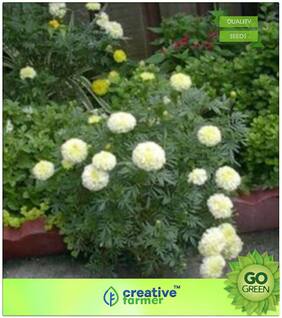Flower Seeds : Marigold White Flower Seeds (Pack Of 10) Premium Kitchen Garden Plant Seeds