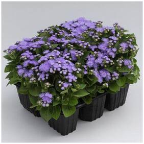 Flower Seeds : Ageratum Balls Mix Flossflower Hybrid Seeds Plants Seeds For Kitchen Garden Garden [Home Garden Seeds Eco Pack] Plant Seeds By Creative Farmer