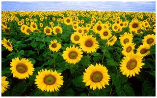 Flower Seeds : Sunflower Giant Dwarf Flower Seeds For India House Garden Garden [Home Garden Seeds Eco Pack] Plant Seeds By Creative Farmer
