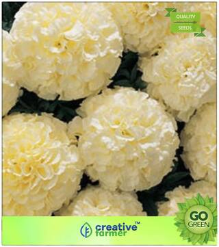 Flower Seeds : Marigold F1 Hybrid White Vanilla Flower Seeds Premium Kitchen Garden Plant Seeds