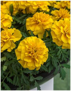 Flower Seeds : Marigold Flower Seeds Hybrid Yellow Garden Plants Farming Seeds Garden [Home Garden Seeds Eco Pack] Plant Seeds By Creative Farmer