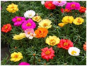Flower Seeds : Portulaca Seeds Flower Seeds For Rainy Season Plants Seeds For Home Garden [Home Garden Seeds Eco Pack] Plant Seeds By Creative Farmer