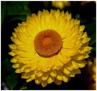 Flower Seeds : Curry Plant Garden Seeds Mix Bush Flower Garden [Home Garden Seeds Eco Pack] Plant Seeds By Creative Farmer