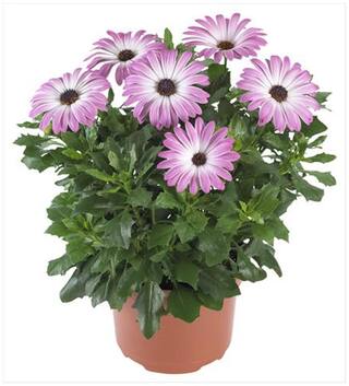 Flower Seeds : Osteopermum-Sunday Mix Plant Seeds Garden Winter Kitchen Garden Hybrid Seeds Garden [Home Garden Seeds Eco Pack] Plant Seeds By Creative Farmer