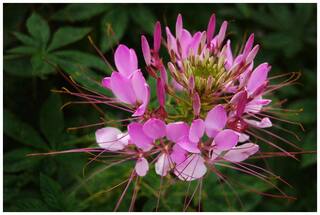 Flower Seeds : Cleome Sesquiorygalis Seeds For Home Garden Garden [Home Garden Seeds Eco Pack] Plant Seeds By Creative Farmer