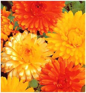 Flower Seeds : Ruddles Orange Flower Seeds For Rainy Season Air Purifying Garden [Home Garden Seeds Eco Pack] Plant Seeds By Creative Farmer