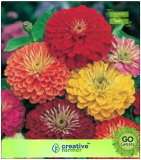 Flower Seeds Home : Zinnia Hybrid Double Mixed Seeds Premium Kitchen Garden Plant Seeds