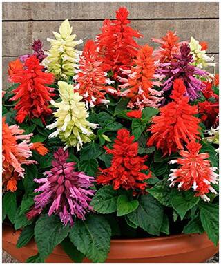 Flower Seeds : Salvia-St. John Fire Garden Seeds Winter Home Garden Seeds Garden [Home Garden Seeds Eco Pack] Plant Seeds By Creative Farmer