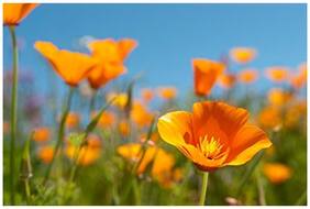 Flower Seeds : Californian Poppy Flower Seeds - Kitchen Garden Pack by Creative Farmer