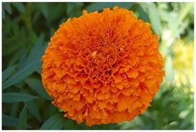 Flower Seeds Marigold Super Perfection Giant Orange Flower Seeds For Temples-100 Seeds by Creative Farmer