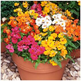 Flower Seeds : Nemesia Sundrops Mixed (Maxi Plugs) Flower Seeds For Gardening - Garden Flower Seeds Pack by Creative Farmer