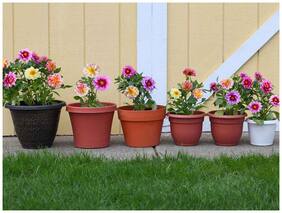 Flower Seeds : Dalia Seeds Hybrid Bambino Garden Plants Flower Seeds For Winter Garden [Home Garden Seeds Eco Pack] Plant Seeds By Creative Farmer