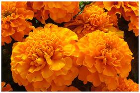 Flower Seeds : Marigold Gulzafri Orange Exotic Plants Seeds Garden [Home Garden Seeds Eco Pack] Plant Seeds By Creative Farmer