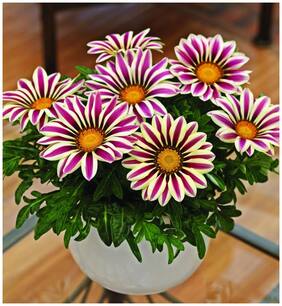 Flower Seeds : Best Ornamental Flower Garden Plants Seeds For Balcony Garden [Home Garden Seeds Eco Pack] Plant Seeds By Creative Farmer