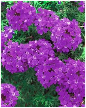 Flower Seeds : Verbena Hybrid Variety Flower Seeds Blue Easy To Grow Flower Garden [Home Garden Seeds Eco Pack] Plant Seeds By Creative Farmer