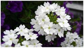 Flower Seeds : Devil'S Bane White Best Varieties Of Seeds Garden [Home Garden Seeds Eco Pack] Plant Seeds By Creative Farmer