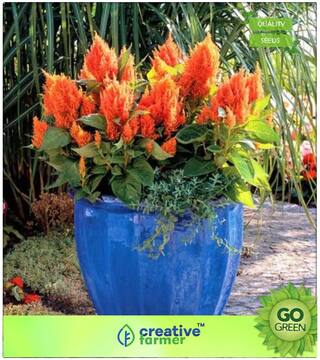 Flower Seeds : Celosia Vibrant Colours Premium Kitchen Garden Plant Seeds