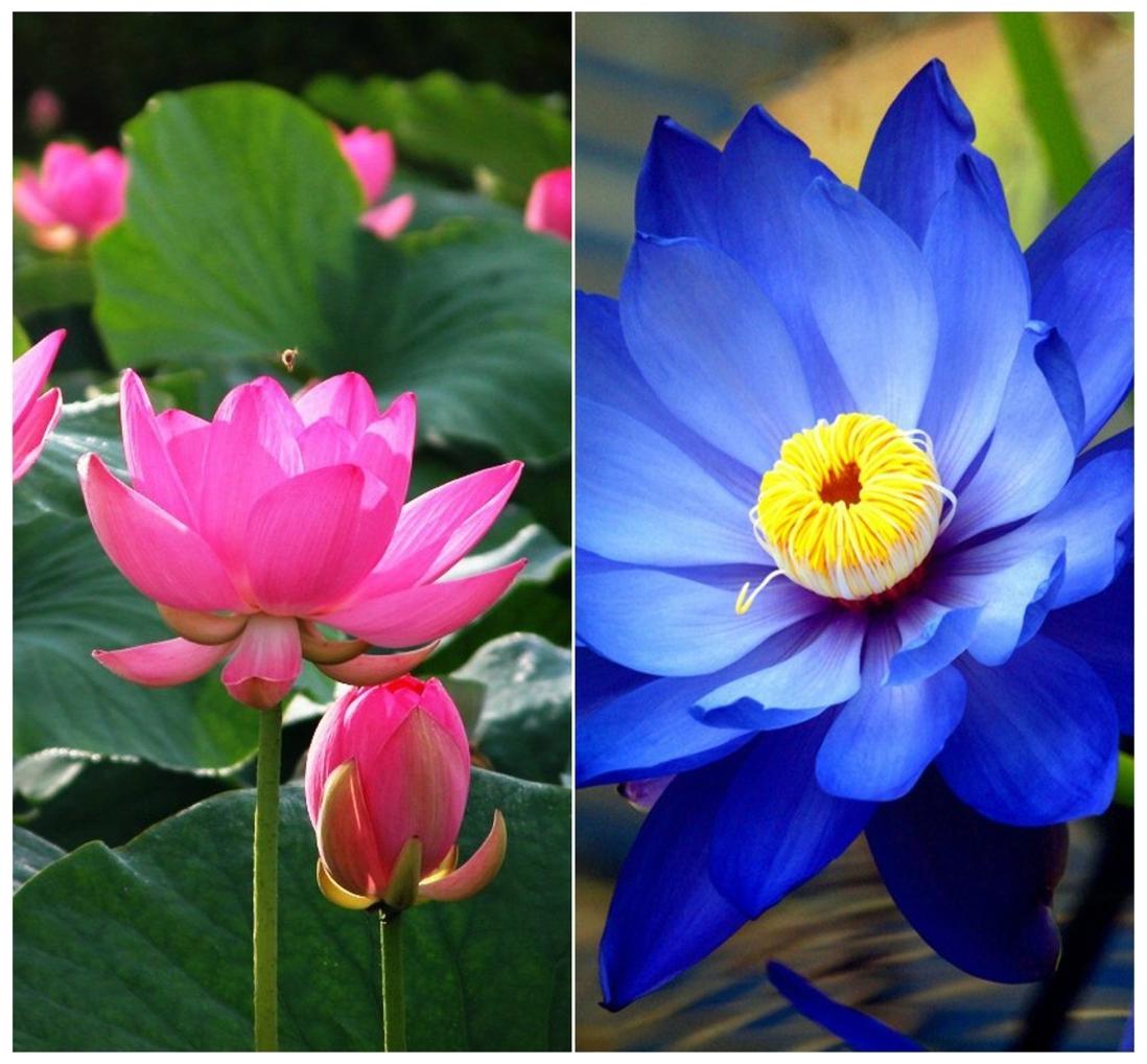 https://assetscdn1.paytm.com/images/catalog/product/H/HO/HOMFLOWER-SEEDSCREA887478A2E3021/1563110323410_1..jpg