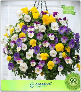 Flower Seeds Hybrid : Pansy F1 Mix Premium Kitchen Garden Plant Seeds