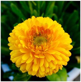 Flower Seeds : Genda Pot Marigold Mixed Seeds Winter Flowers Gardening Plant Seeds Garden [Home Garden Seeds Eco Pack] Plant Seeds By Creative Farmer