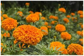Flower Seeds Tagetes Erecta Orange Flower Flower Seeds For Terrace Garden-100 Seeds by Creative Farmer