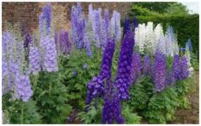 Flower Seeds : Delphinium Bunch Flower Seeds Organic Seeds Garden [Home Garden Seeds Eco Pack] Plant Seeds By Creative Farmer