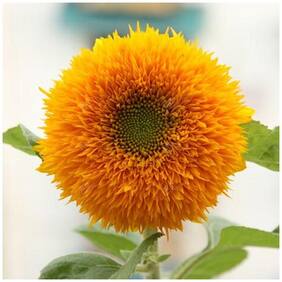 Flower Seeds : Sooryamukhi Teddy Phool Home Garden Flower Seeds Plant Seeds For Home Decor Garden [Home Garden Seeds Eco Pack] Plant Seeds By Creative Farmer
