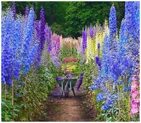 Flower Seeds : Consolida Regalis Seeds For Kitchen Gardening Live Plant Seeds Garden [Home Garden Seeds Eco Pack] Plant Seeds By Creative Farmer