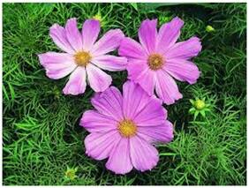 Flower Seeds : Cosmos Flower Seeds For Container Gardening Less Maintenance Flower Garden [Home Garden Seeds Eco Pack] Plant Seeds By Creative Farmer