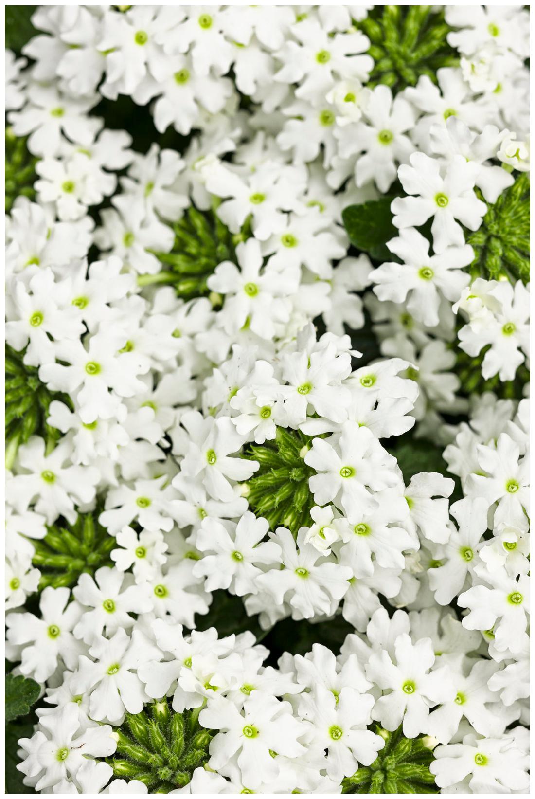 https://assetscdn1.paytm.com/images/catalog/product/H/HO/HOMFLOWER-SEEDSCREA8874792DC834B/1563036692517_1..jpg