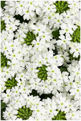 Flower Seeds : Lemony Fragrance Verbena White Farming Seeds Garden [Home Garden Seeds Eco Pack] Plant Seeds By Creative Farmer