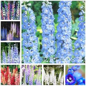 Flower Seeds : Lark S Heel Flower Seeds Easy To Grow Sweet Smelling Garden [Home Garden Seeds Eco Pack] Plant Seeds By Creative Farmer