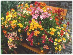 Flower Seeds : Capejewels Mixed Flowers Flower Seeds Hybrid For Car Porch Garden [Home Garden Seeds Eco Pack] Plant Seeds By Creative Farmer