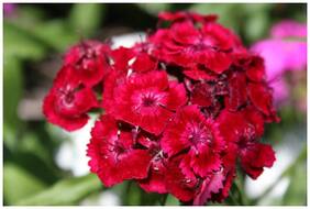 Flower Seeds : Dianthus Flavora Rose Shades Flower Seeds Gift Basket Seeds For Gardening Garden [Home Garden Seeds Eco Pack] Plant Seeds By Creative Farmer