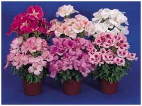 Flower Seeds : Farewell To Spring Seeds Plant Seeds Garden [Home Garden Seeds Eco Pack] Plant Seeds By Creative Farmer