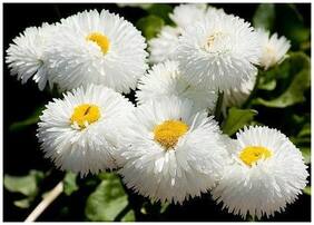 Flower Seeds : Daisy-Monstrosa Double White Plants Seeds For Home Decor Garden [Home Garden Seeds Eco Pack] Plant Seeds By Creative Farmer