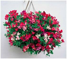 Flower Seeds : Sweet Peas Sweet Smelling Flowers Flower Seeds Hybrid Garden Seeds Online Garden [Home Garden Seeds Eco Pack] Plant Seeds By Creative Farmer
