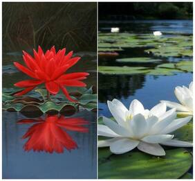 Flower Seeds : Lotus Flower Seeds Red & White Mixed Package 15 Seeds- High Germination Garden [Home Garden Seeds Eco Pack] Plant Seeds By Creative Farmer
