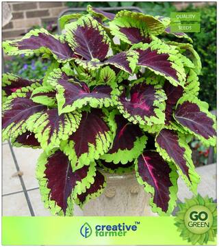 Flower Seeds : Coleus Flowering Plants Premium Kitchen Garden Plant Seeds