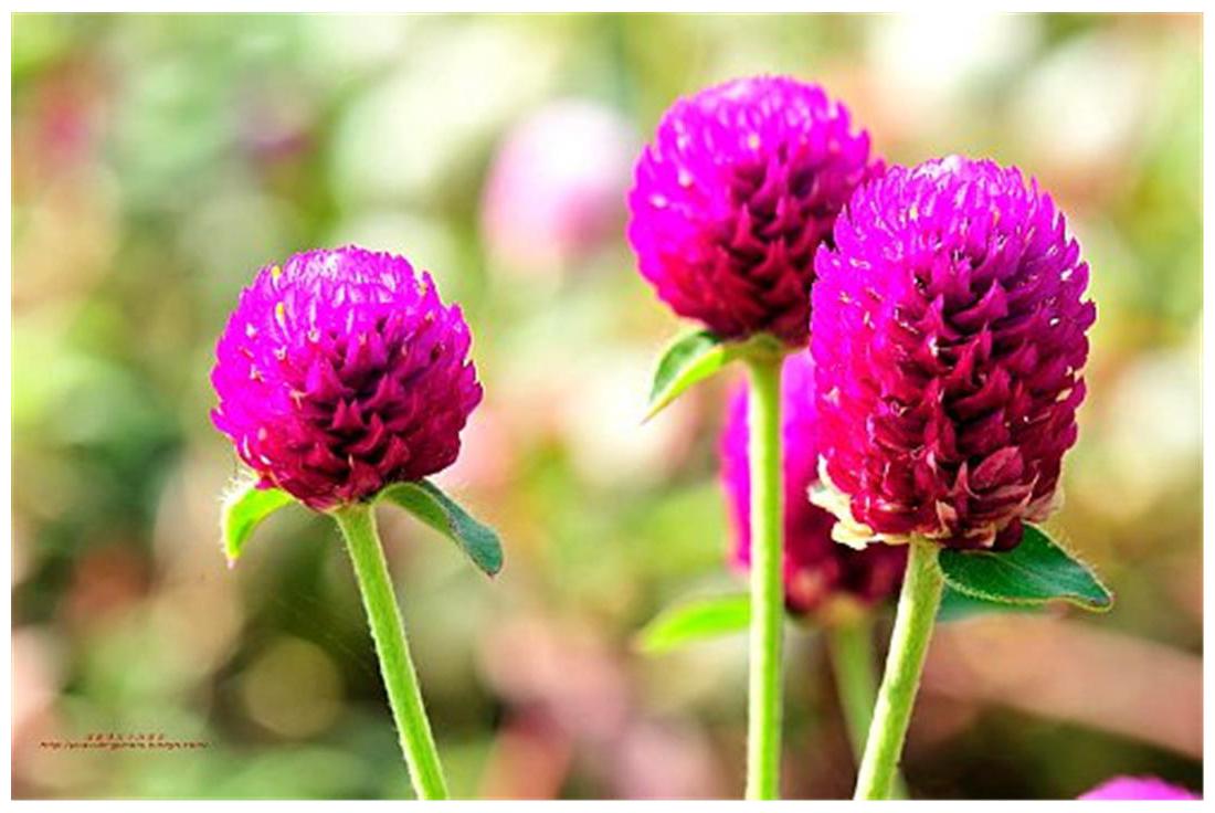 https://assetscdn1.paytm.com/images/catalog/product/H/HO/HOMFLOWER-SEEDSCREA88747982C4DCE/1563027743013_0..jpg