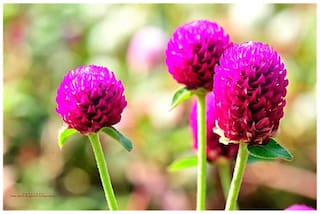 Flower Seeds : Makhamali Flower Seeds For Garden - Kitchen Garden Pack by Creative Farmer