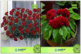 Flower Seeds : Garden Seeds Organic Combo Carnation