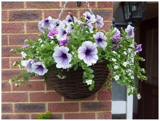 Flower Seeds : Funnel-Shaped Petunia For Nursery Plant (Seeds) Garden [Home Garden Seeds Eco Pack] Plant Seeds By Creative Farmer
