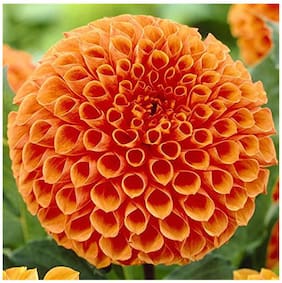 Flower Seeds : Flower Seeds - Dahlia Pompon Orange Flower Seeds - Kitchen Garden Pack by Creative Farmer