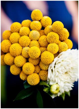 Flower Seeds : Drum Stick-Globosa Yellow House Garden Garden [Home Garden Seeds Eco Pack] Plant Seeds By Creative Farmer