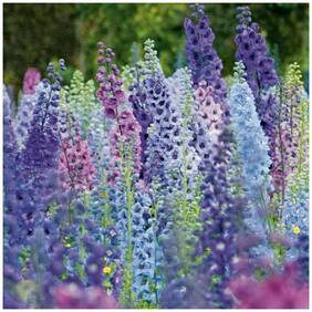Flower Seeds : Rocket Larkspur Easy To Grow Flower Garden [Home Garden Seeds Eco Pack] Plant Seeds By Creative Farmer