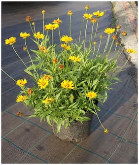Flower Seeds : Coreopsis Dwarf Seeds Oxygen Generating Plants Seeds Garden [Home Garden Seeds Eco Pack] Plant Seeds By Creative Farmer
