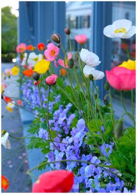 Flower Seeds : Corn Poppy Flowering Plants Seeds Plant Seeds For Home Garden [Home Garden Seeds Eco Pack] Plant Seeds By Creative Farmer