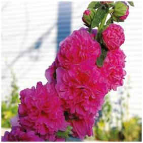 Flower Seeds : Hollyhock Flower Seeds Home Flowering Plants For Lawn Garden [Home Garden Seeds Eco Pack] Plant Seeds By Creative Farmer