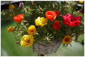 Flower Seeds : Portulaca Hanging Basket Flower Seeds Garden Seeds For Pots Garden [Home Garden Seeds Eco Pack] Plant Seeds By Creative Farmer